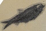 Shale With Three Fossil Fish (Knightia) - Wyoming #211238-3